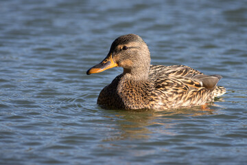 RETRATO DE ÁNADE REAL