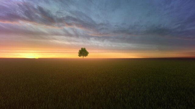 A solitary tree in the middle of the field at sunset time, 4K
