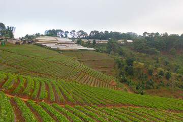 Fototapeta na wymiar Aerial top view of green fresh tea or strawberry farm, agricultural plant fields in Asia. Rural area. Farm pattern texture. Nature landscape background. Chiang Mai, Thailand.
