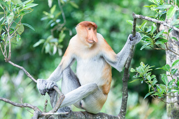 The proboscis monkey (Nasalis larvatus) or long-nosed monkey is a reddish-brown arboreal Old World monkey with an unusually large nose. It is endemic to the southeast Asian island of Borneo.