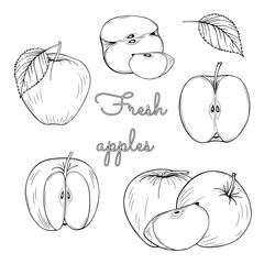 Fruit set of fresh apples, leaves, leaf, half, slice cut pieces. Outline freehand drawn. Vector illustration isolated on white background. Separate object Coloring book page