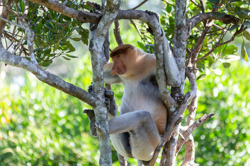 Naklejka premium The proboscis monkey (Nasalis larvatus) or long-nosed monkey is a reddish-brown arboreal Old World monkey with an unusually large nose. It is endemic to the southeast Asian island of Borneo.
