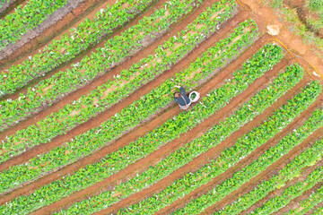 Aerial top view of a woman with green fresh tea or strawberry farm, agricultural plant fields in Asia. Rural area. Farm pattern texture. Nature landscape background. Chiang Mai, Thailand.