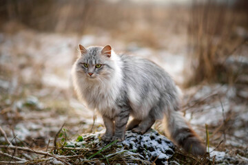 Naklejka na ściany i meble Photo of a beautiful fluffy cat in winter on the street.