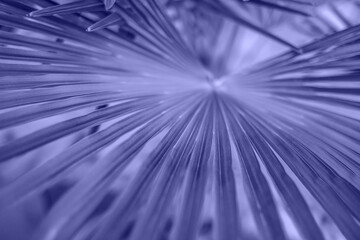 Fototapeta premium Violet leaves texture
