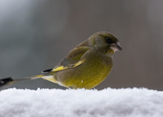 European greenfinch on snow