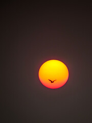 A silhouette bird  in the golden sunset