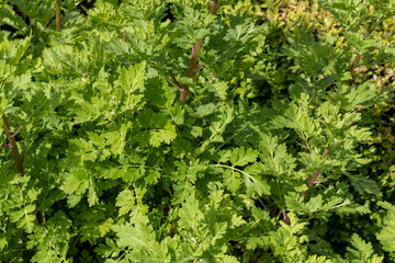 Tanacetum parthenium, feverfew plant in summer