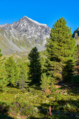 Siberian mountain taiga in August