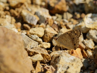 Blue Pansy Butterfly on stone with natural brown background, Insect with brown wings on land in Thailand