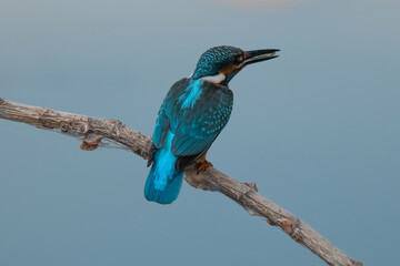 Сommon kingfisher. The bird sits on a beautiful branch above the river waiting for a fish.