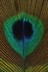 Naklejka premium A close-up of the colorful feather of a Peacock 