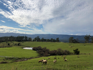 牧場の風景　オーストラリア　タスマニア