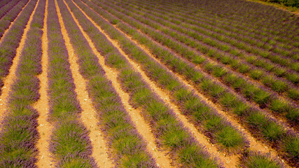 field of lavender southern France