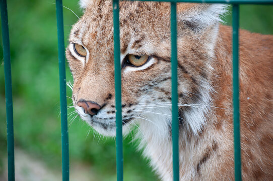Close-up Portreit Muzzle of Wild Lynx Lynx in Zoo Basking Selective Focus through the Fence Photos of a Bobcat. This Predator is a Beautiful Feline.