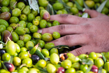 Extra virgin olive oil harvest and production in south italy, apulia