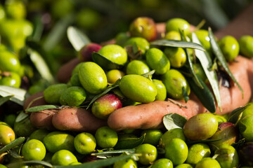 Extra virgin olive oil harvest and production in south italy, apulia