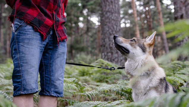 Dog looking at male hiker standing in forest