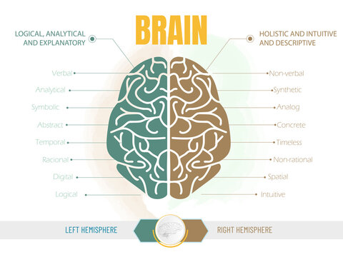Infographic of the functions of each hemisphere of the brain. Left brain logical, analytical, right brain intuitive, creative.