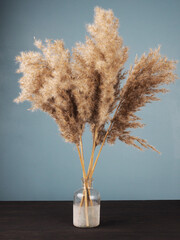 Pampas grass, dried flowers for decoration in a vase on a blue wall background, interior, vase with dried flowers