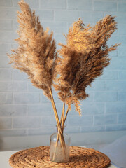 Pampas grass, dried flowers for decoration in a vase on a blue wall background, interior, vase with dried flowers