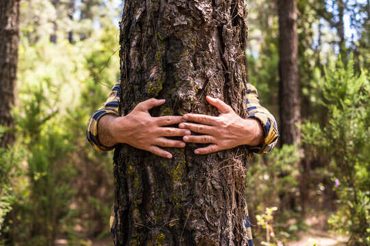 Man's hand embracing tree trunk in forest