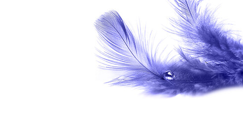 beautiful violet feather with water drop isolated on white background.  Feather Delicate artistic image of purity, fragility. symbol of lightness, heaven, soul, dreams, romance. very peri trendy color