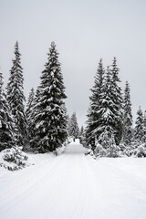 Cross country skiing track in Jizera Mountains