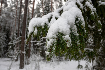 Winter close-up of a snow covered spruce branch. Green Christmas tree outdoors