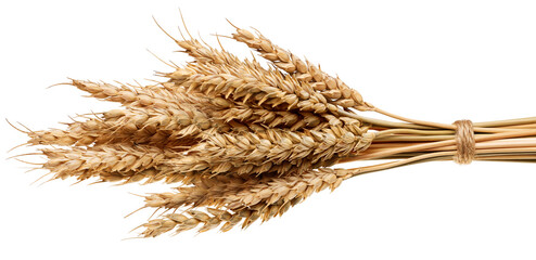 Wheat spikelets isolated on white background. With clipping path.