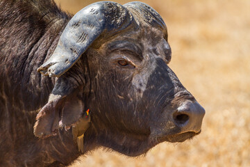 An African Buffalo with small bird under its ear