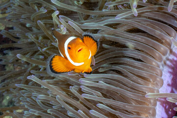 Fish in Indonesia