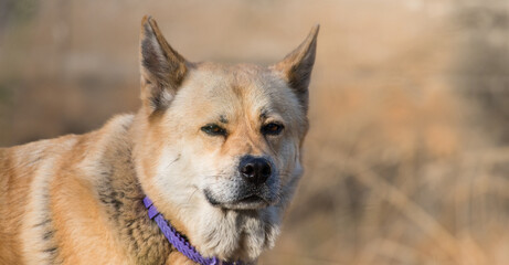 Female Akita dog looking at the camera