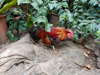 rooster in the farm