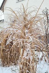  schneebedeckter Miscanthus sinensis  Chinaschilf  im Garten im Hintergrund weißes Haus