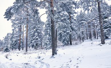 Winter forest nature