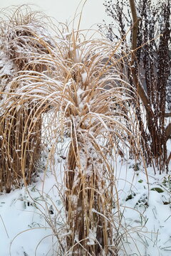 schneebedeckte Pflanzen im Garten  Chinaschilf