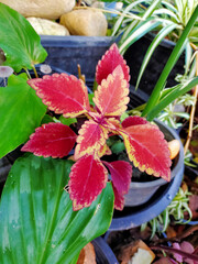 flowers in the garden