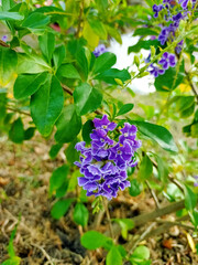 flowers in the garden