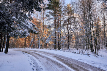 Winter forest nature