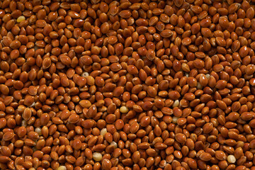 Detailed and large close up shot of millet seed.