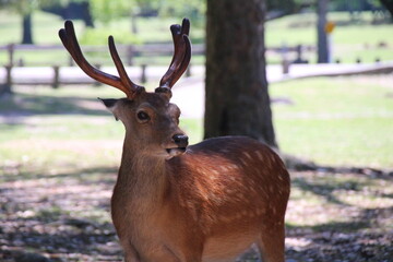 Nara, Japón, es una de las ciudades mas tradicionales de Japón, con innumerables templos y santuarios.