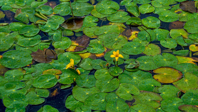 Close up of Fringed water-lily (Nymphoides peltata)
