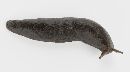 Realistic 3D Render of Black Slug