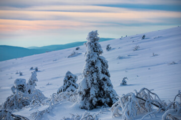 Winter landscape with trees covered with snow hoarfrost. Winter Christmas landscape with snow. New Year wallpaper.