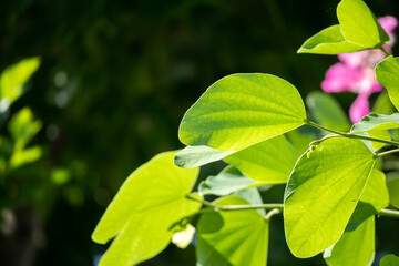 Plant green leaf in garden with bokeh background