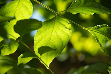 Plant green leaf in garden with bokeh background