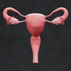 Realistic 3D Render of Female Reproductive System