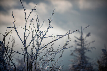 Fototapeta na wymiar Ice covered branch against snowy background. Tree branch in snow.
