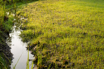 Rice Seedlings